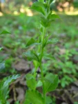 Triodanis biflora (19)