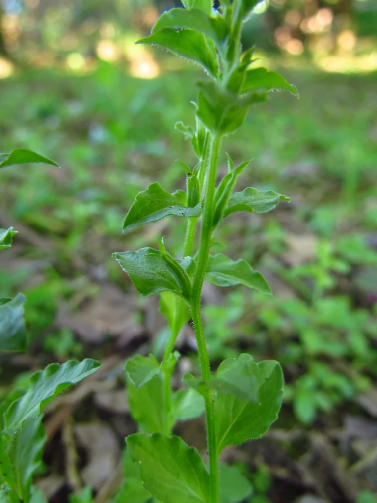 Triodanis biflora (19)