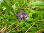 Triodanis biflora (12)