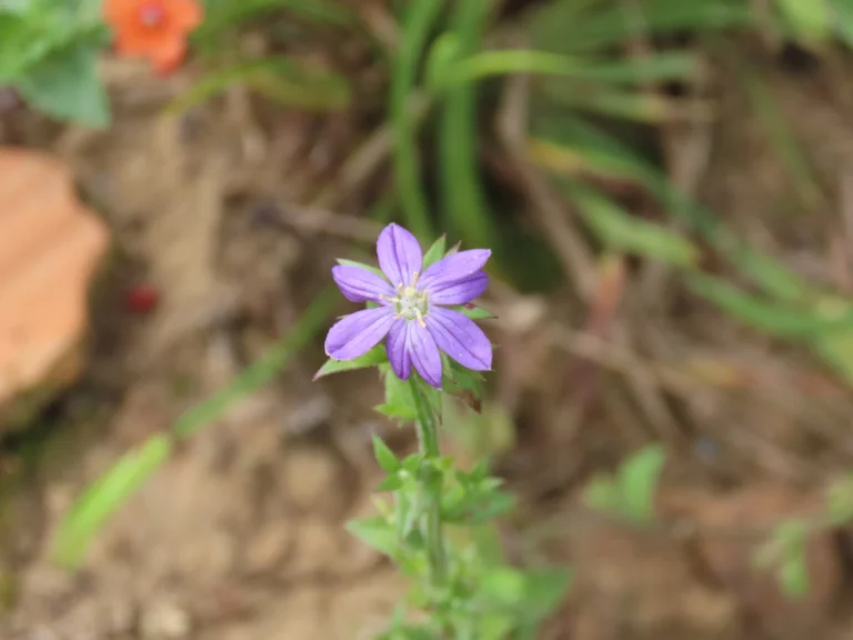 Triodanis biflora (4)