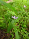 Triodanis biflora (3)