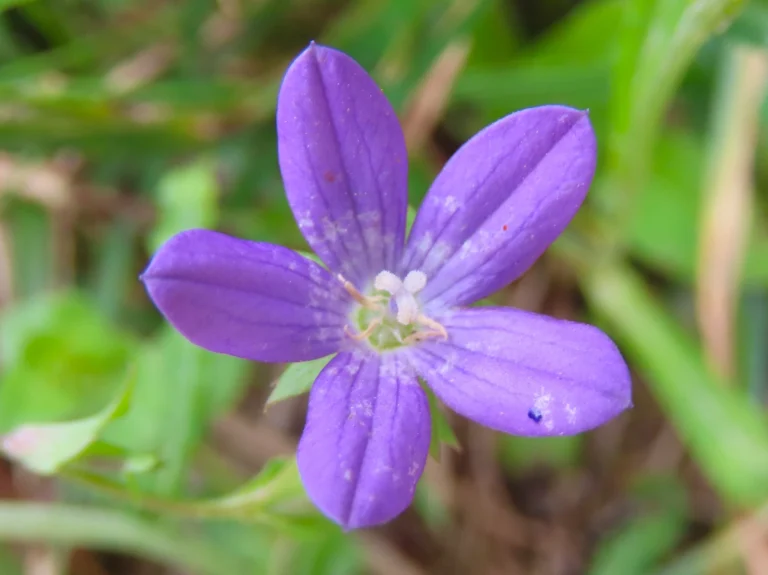 Triodanis biflora (3)
