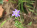 Triodanis biflora (1)