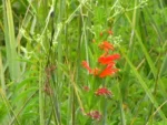 Siphocampylus verticillatus (21)