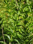 Siphocampylus verticillatus (20)