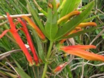 Siphocampylus verticillatus (12)