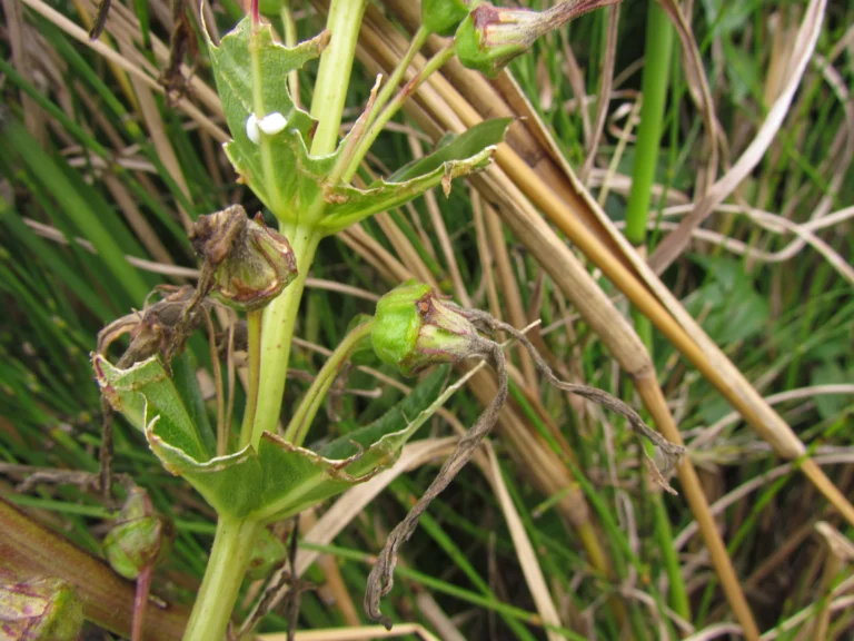 Siphocampylus verticillatus (7)