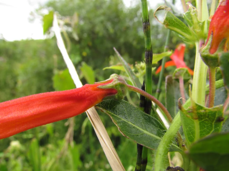 Siphocampylus verticillatus (6)
