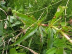 Siphocampylus verticillatus (3)