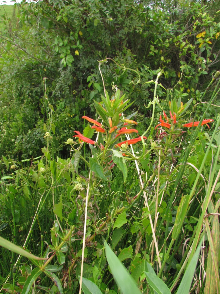 Siphocampylus verticillatus (2)