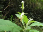 Siphocampylus umbellatus (8)