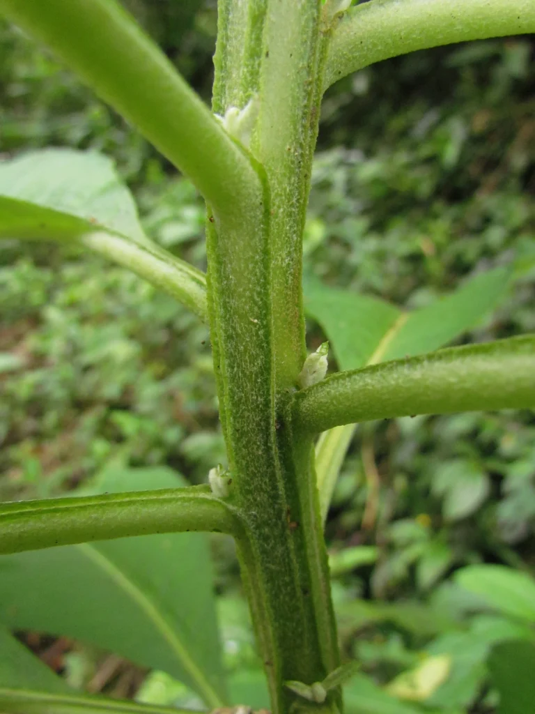 Siphocampylus umbellatus (5)