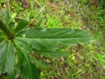 Siphocampylus sulfureus (8)