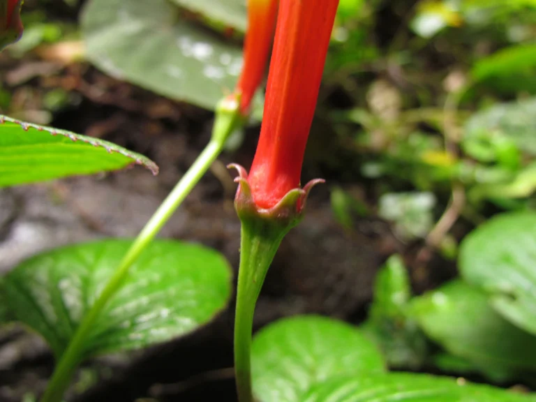 Siphocampylus sevegnaniae (19)