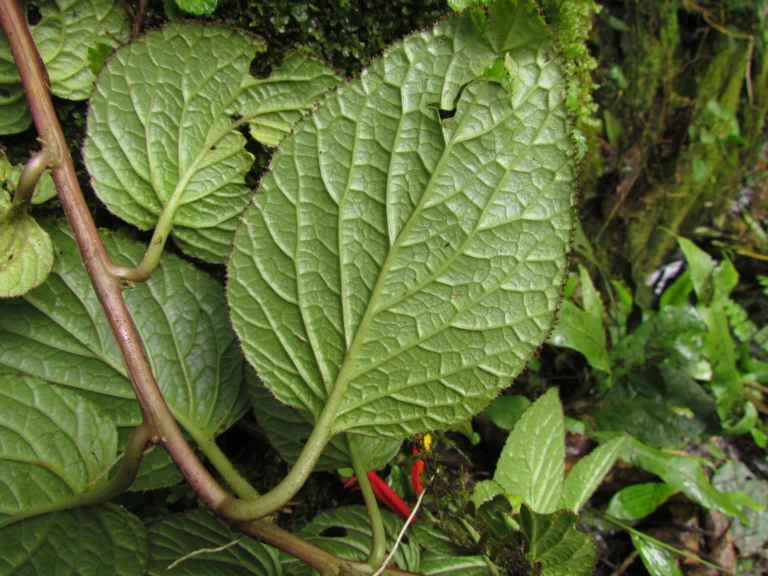 Siphocampylus sevegnaniae (11)