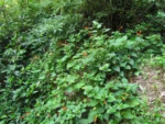 Siphocampylus sevegnaniae (10)