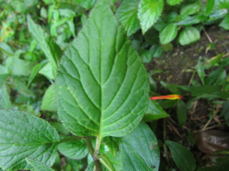 Siphocampylus sevegnaniae (8)