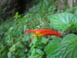 Siphocampylus sevegnaniae (7)