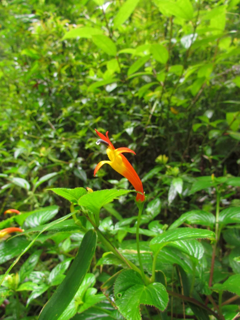 Siphocampylus sevegnaniae (3)