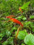 Siphocampylus sevegnaniae (2)