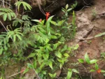 Siphocampylus fulgens (10)
