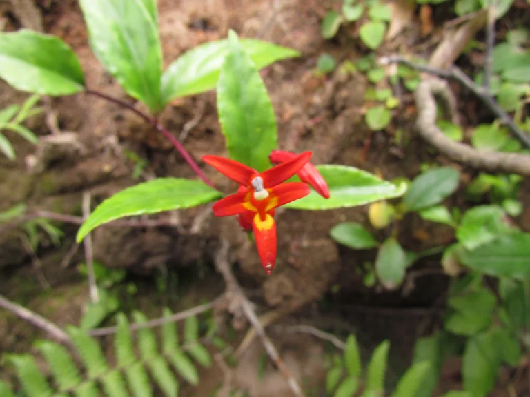 Siphocampylus fulgens (8)