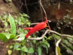 Siphocampylus fulgens (2)