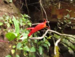 Siphocampylus fulgens (1)