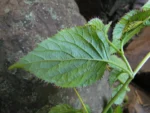 Siphocampylus convolvulaceus (20)