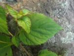 Siphocampylus convolvulaceus (19)