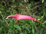 Siphocampylus convolvulaceus (10)