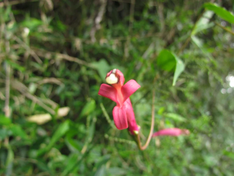 Siphocampylus convolvulaceus (9)