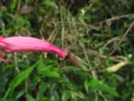 Siphocampylus convolvulaceus (8)