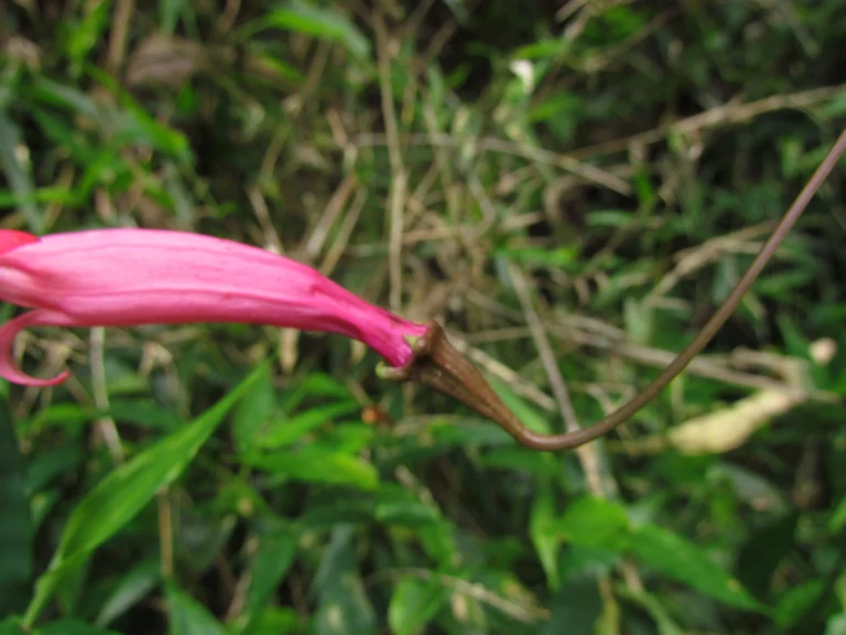 Siphocampylus convolvulaceus (8)