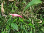 Siphocampylus convolvulaceus (5)
