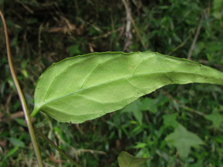 Siphocampylus convolvulaceus (4)