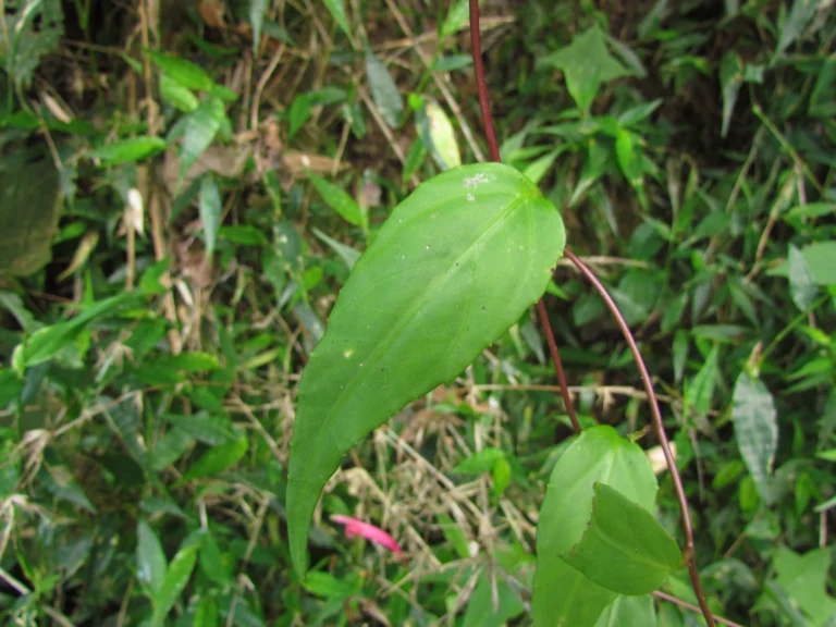 Siphocampylus convolvulaceus (3)