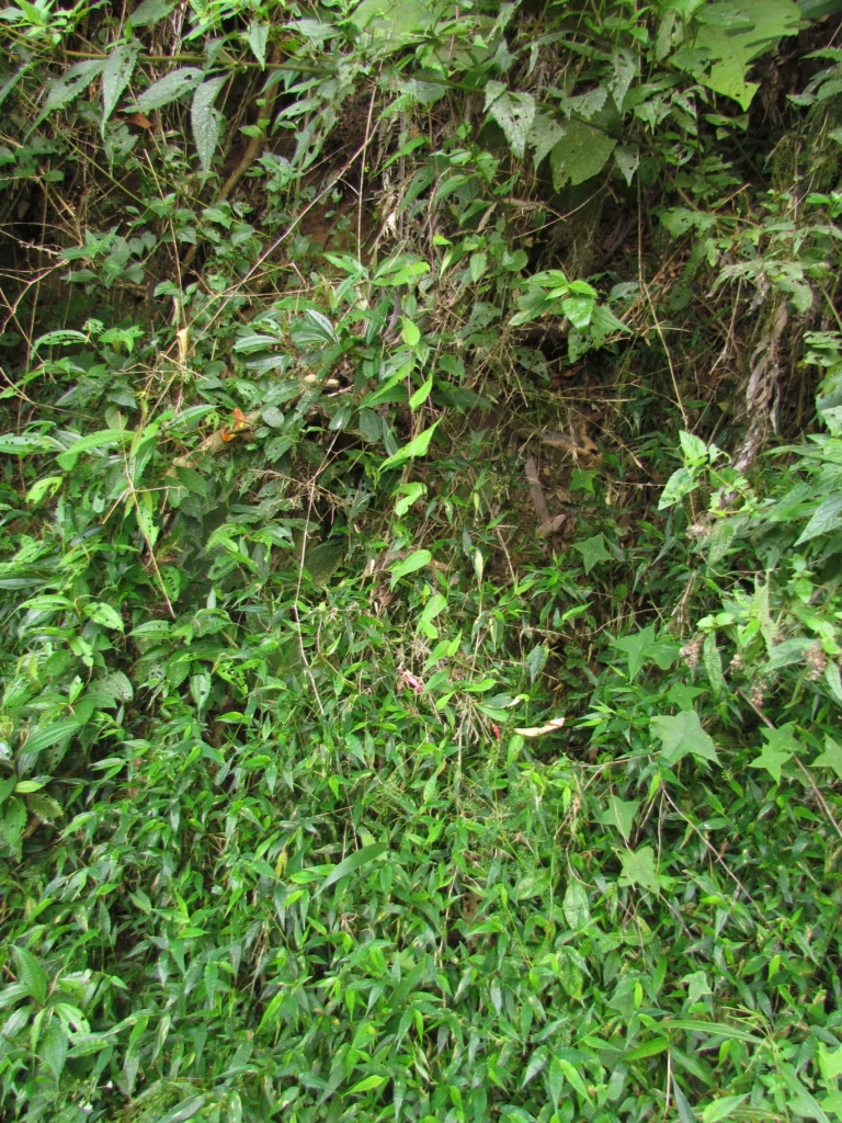 Siphocampylus convolvulaceus (2)