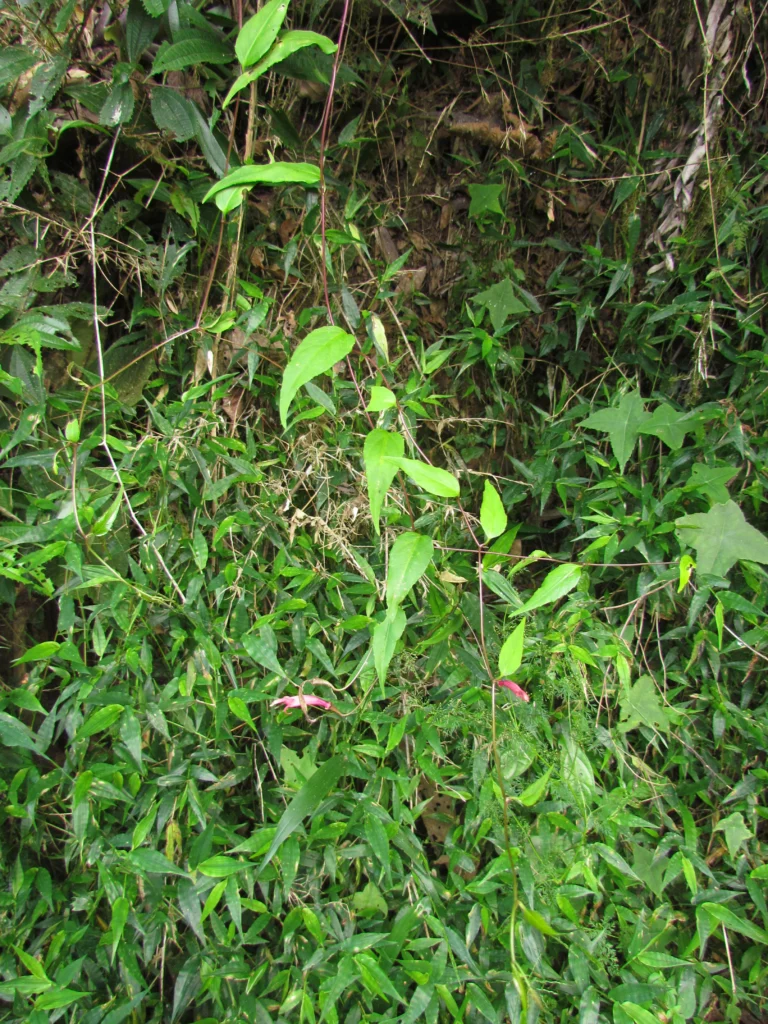 Siphocampylus convolvulaceus (1)