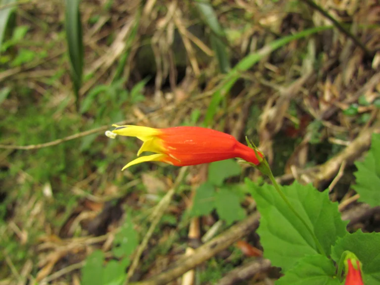 siphocampylus betulifolius uleanus (10)