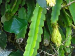 Selenicereus undatus (6)