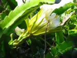 Selenicereus undatus (2)