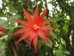schlumbergera gaertneri (16)