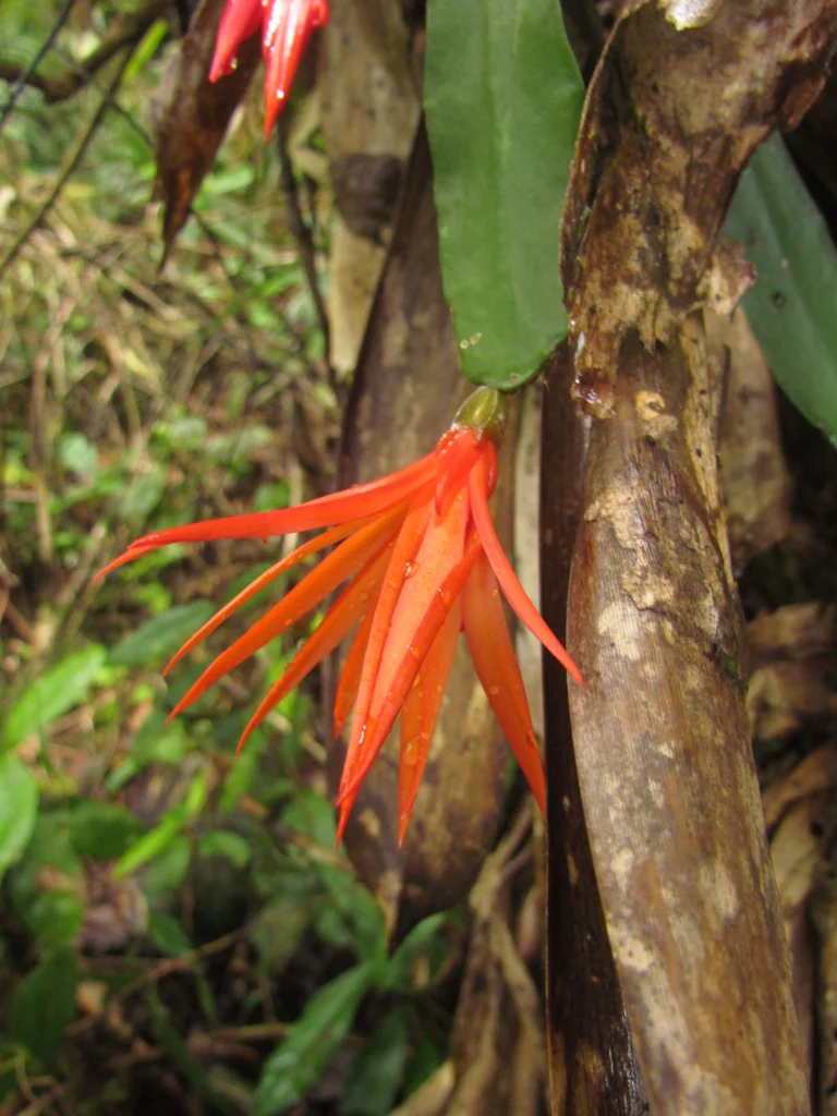 schlumbergera gaertneri (7)