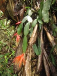 schlumbergera gaertneri (6)