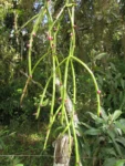 Rhipsalis trigona (21)
