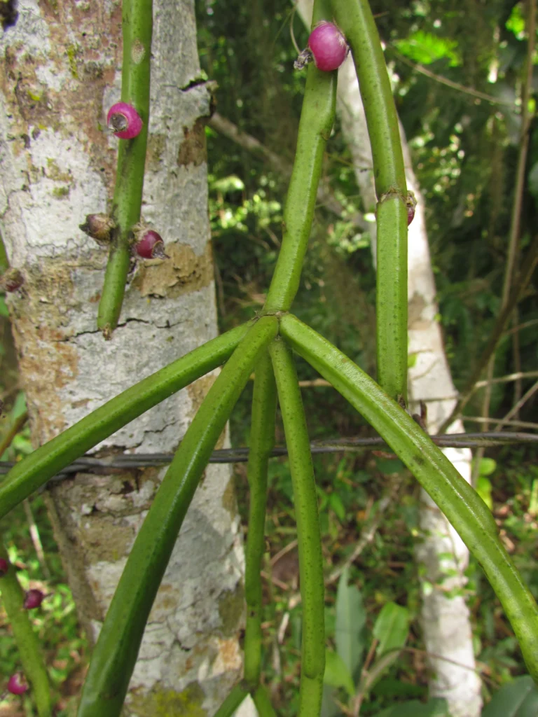 Rhipsalis trigona (20)