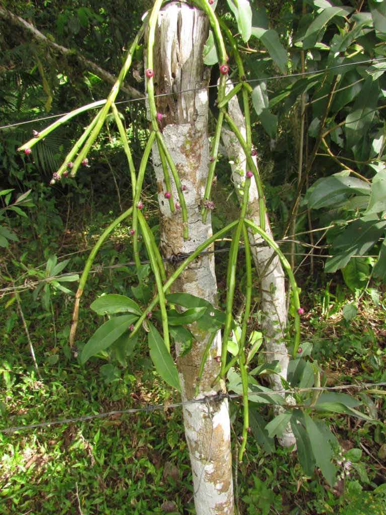 Rhipsalis trigona (19)