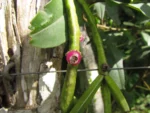 Rhipsalis trigona (17)