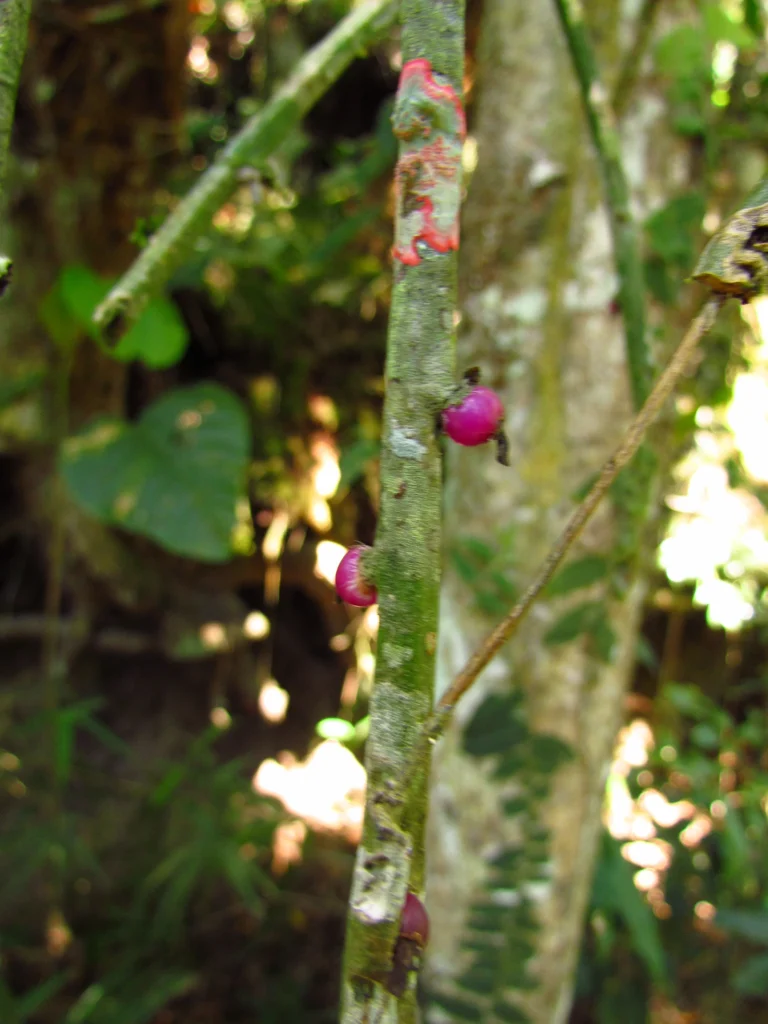 Rhipsalis trigona (16)